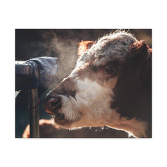 Rustic Farmhouse Canvas Print, Animal Wall Art, Cow Decor, Home & Kitchen, Gift for Farm Lovers