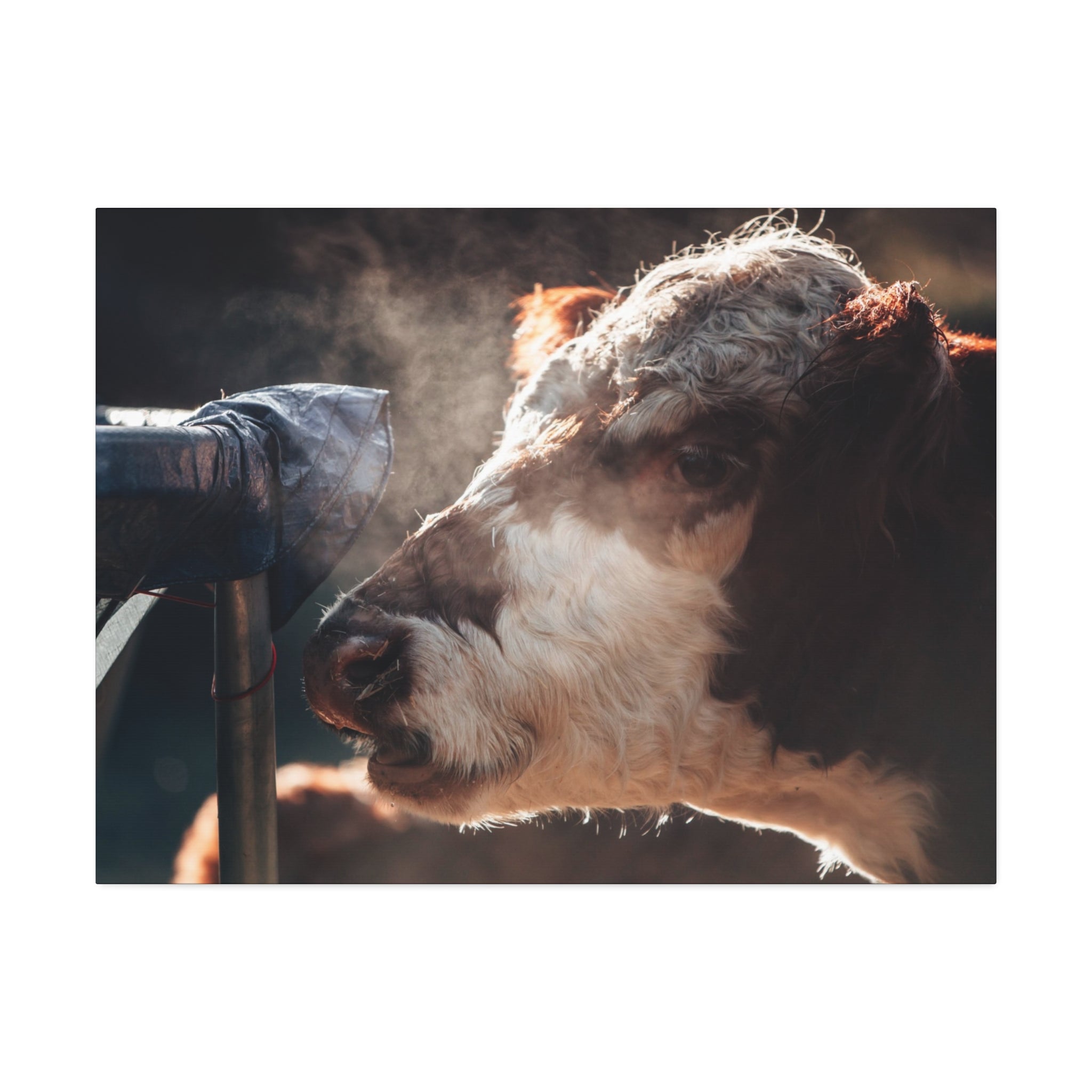 Rustic Farmhouse Canvas Print, Animal Wall Art, Cow Decor, Home & Kitchen, Gift for Farm Lovers