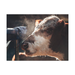 Rustic Farmhouse Canvas Print, Animal Wall Art, Cow Decor, Home & Kitchen, Gift for Farm Lovers