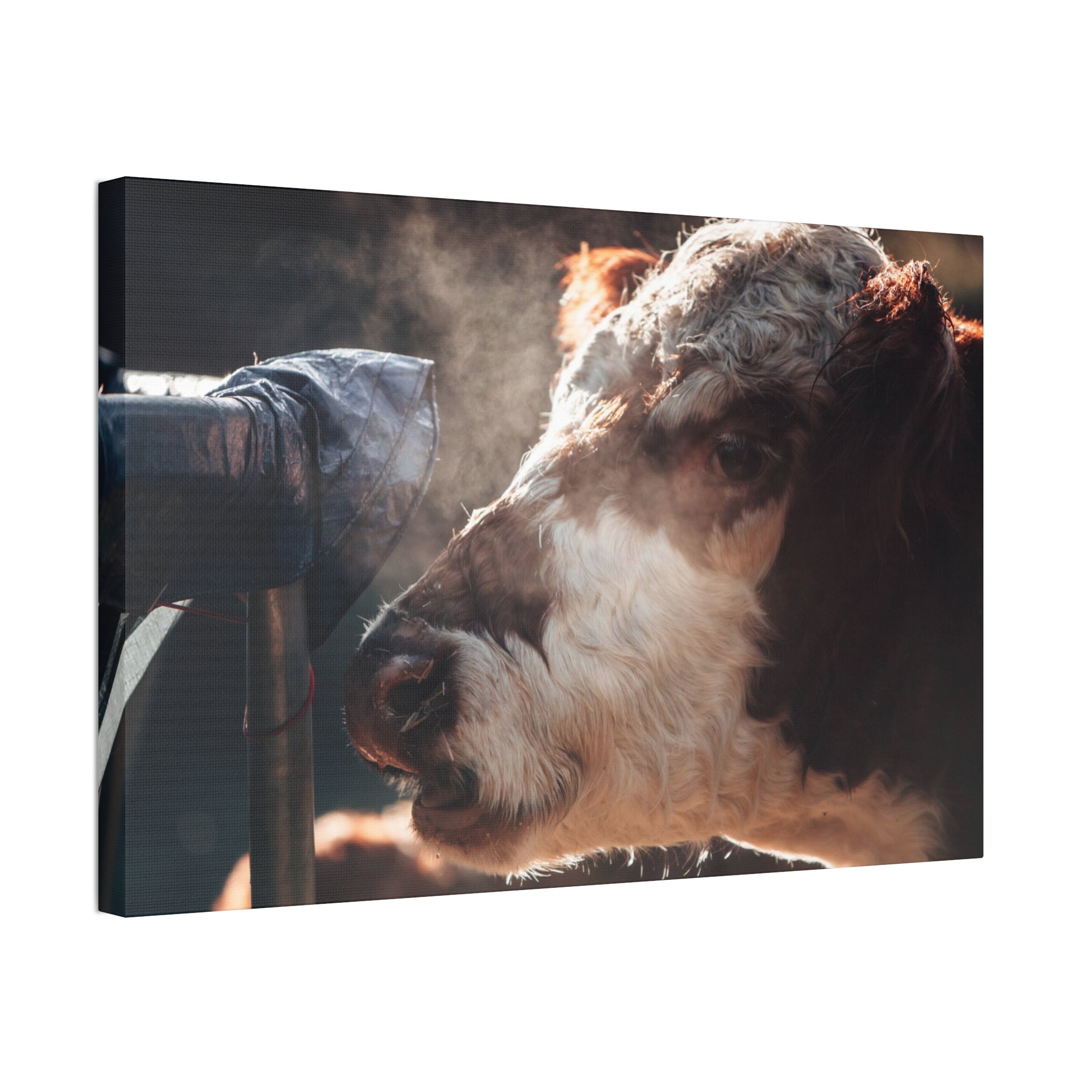 Rustic Farmhouse Canvas Print, Animal Wall Art, Cow Decor, Home & Kitchen, Gift for Farm Lovers