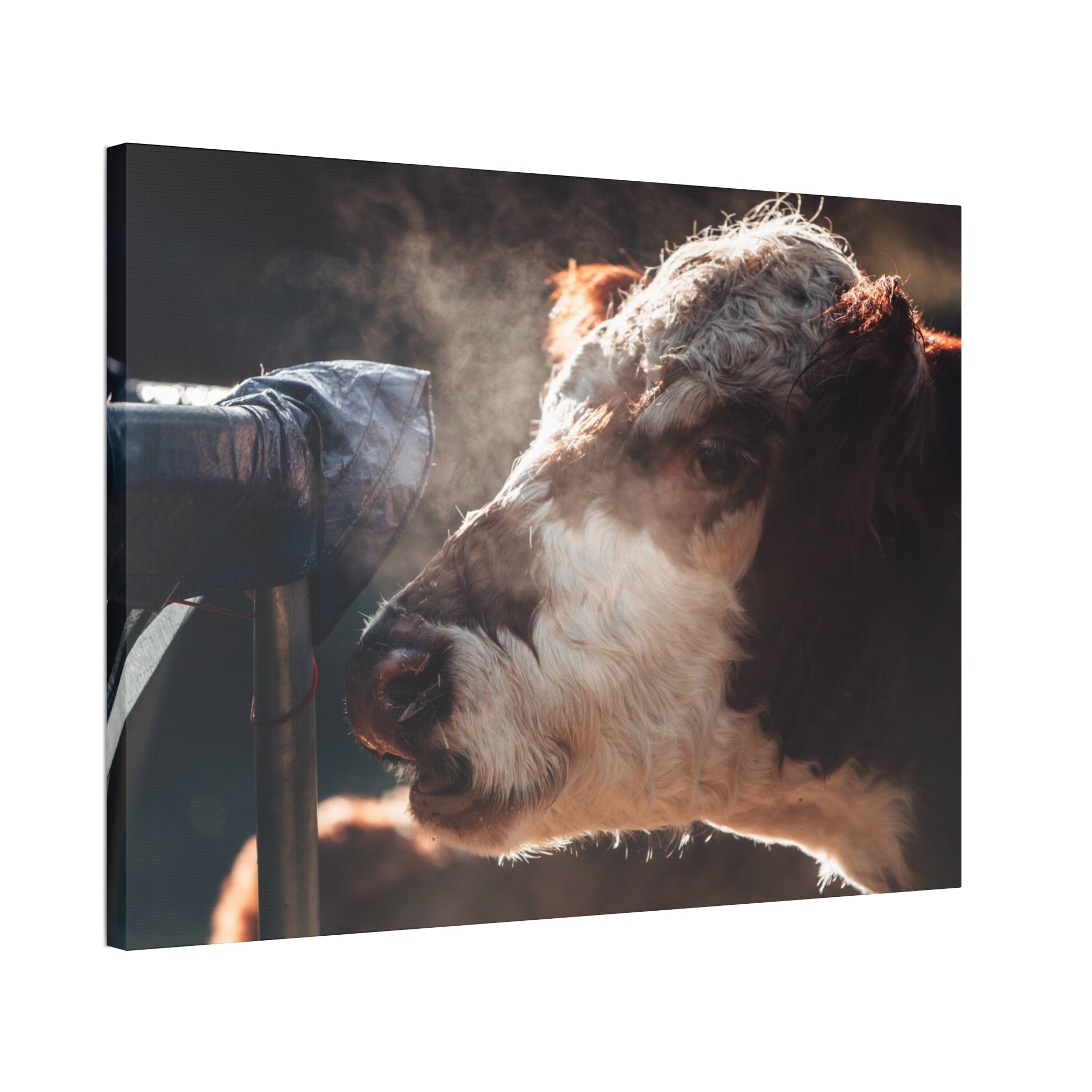Rustic Farmhouse Canvas Print, Animal Wall Art, Cow Decor, Home & Kitchen, Gift for Farm Lovers