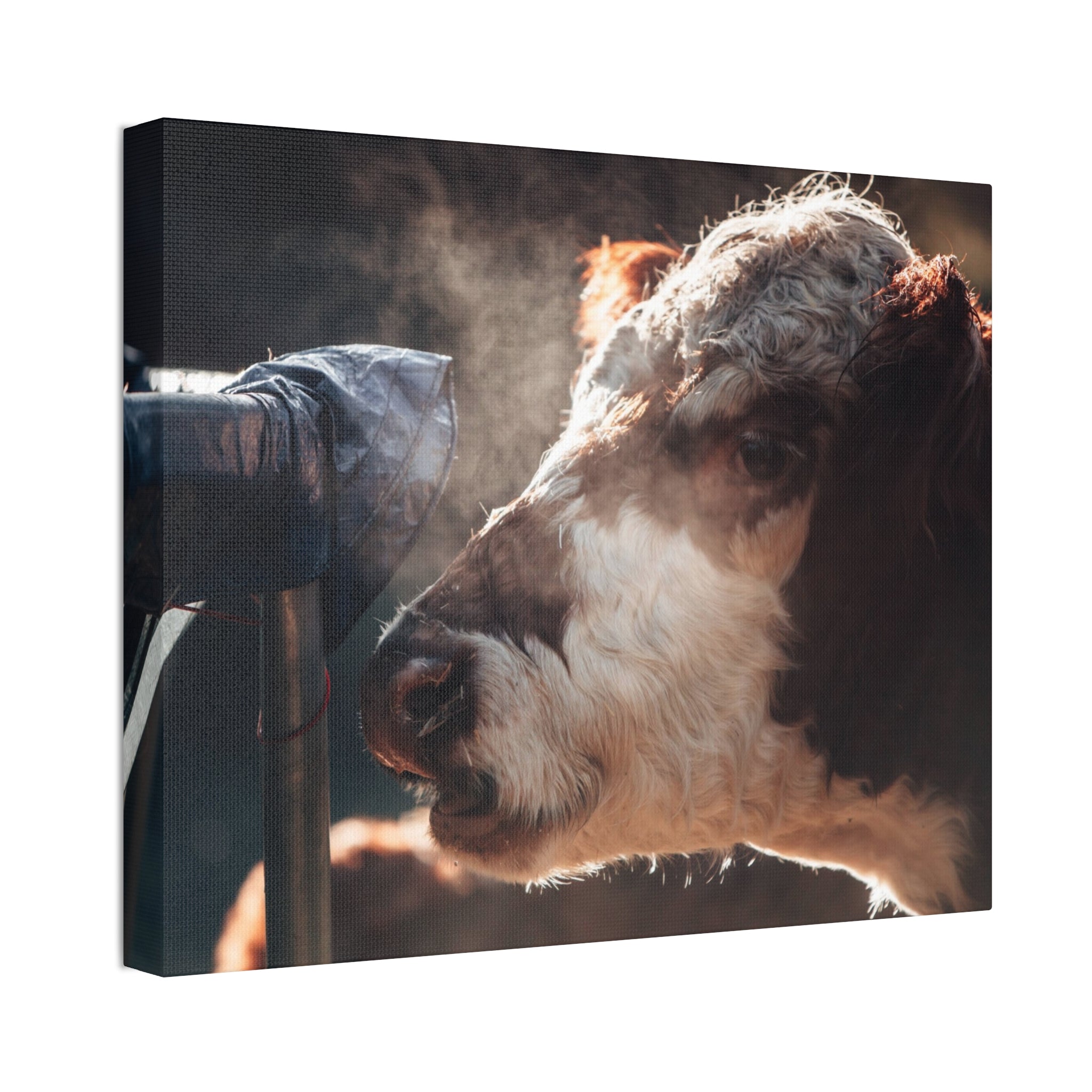 Rustic Farmhouse Canvas Print, Animal Wall Art, Cow Decor, Home & Kitchen, Gift for Farm Lovers