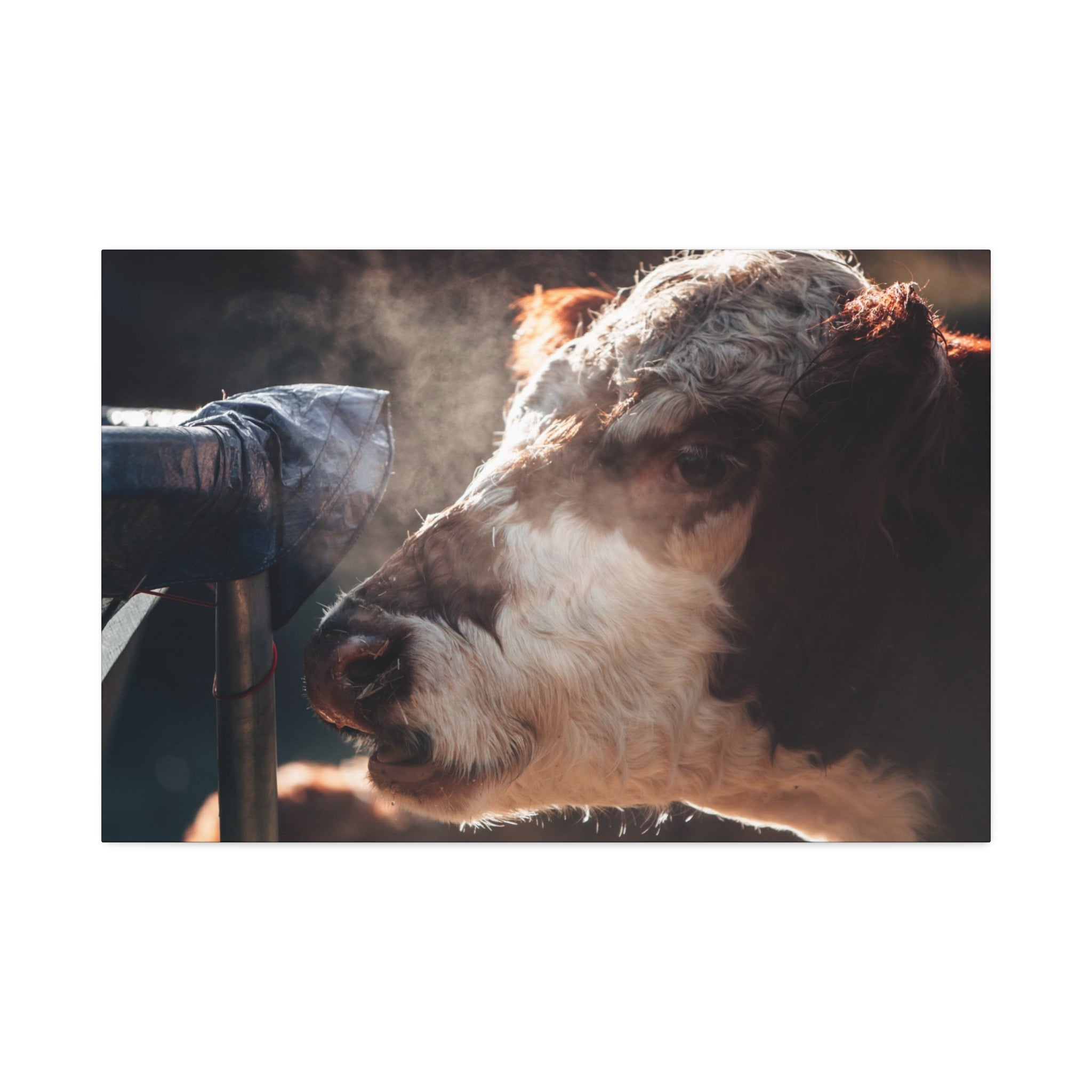 Rustic Farmhouse Canvas Print, Animal Wall Art, Cow Decor, Home & Kitchen, Gift for Farm Lovers