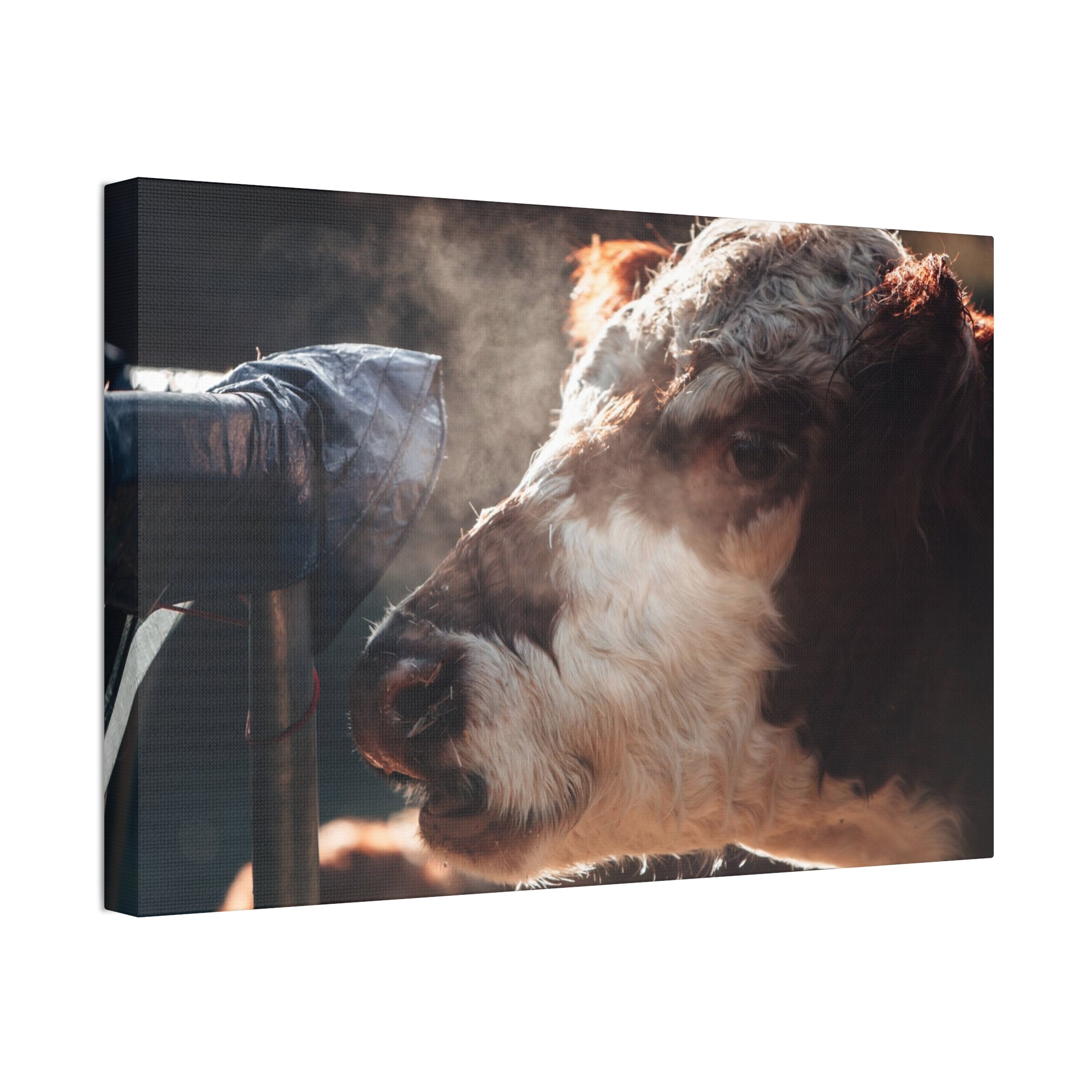Rustic Farmhouse Canvas Print, Animal Wall Art, Cow Decor, Home & Kitchen, Gift for Farm Lovers