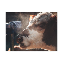 Rustic Farmhouse Canvas Print, Animal Wall Art, Cow Decor, Home & Kitchen, Gift for Farm Lovers