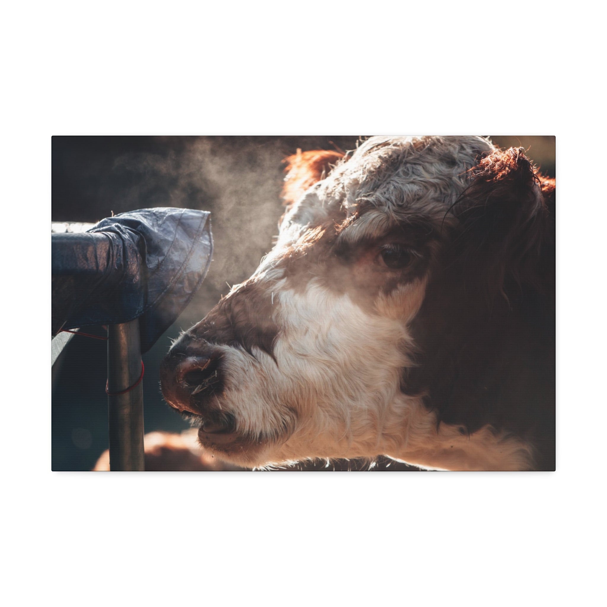 Rustic Farmhouse Canvas Print, Animal Wall Art, Cow Decor, Home & Kitchen, Gift for Farm Lovers