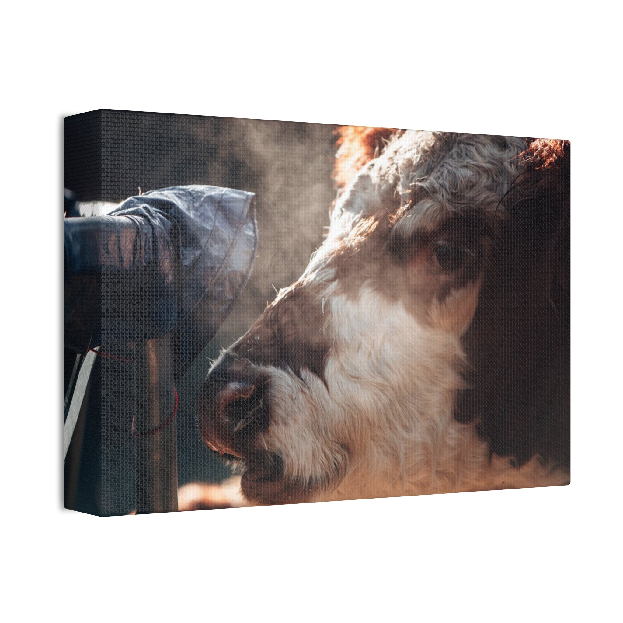 Rustic Farmhouse Canvas Print, Animal Wall Art, Cow Decor, Home & Kitchen, Gift for Farm Lovers