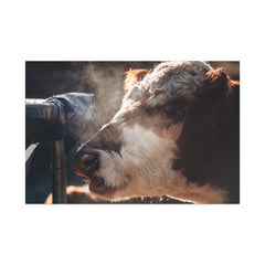 Rustic Farmhouse Canvas Print, Animal Wall Art, Cow Decor, Home & Kitchen, Gift for Farm Lovers